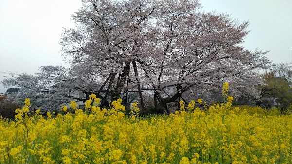 狩宿の下馬桜 景色 鑑賞 フジヤマnavi