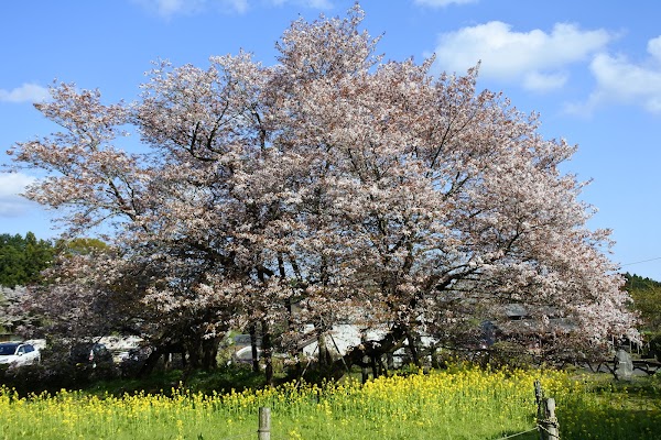 狩宿の下馬桜 景色 鑑賞 フジヤマnavi